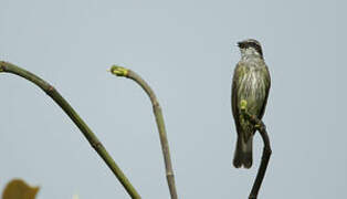 Piratic Flycatcher