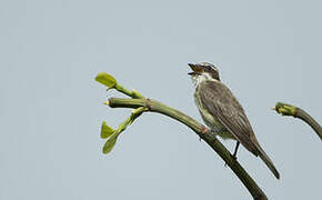 Piratic Flycatcher