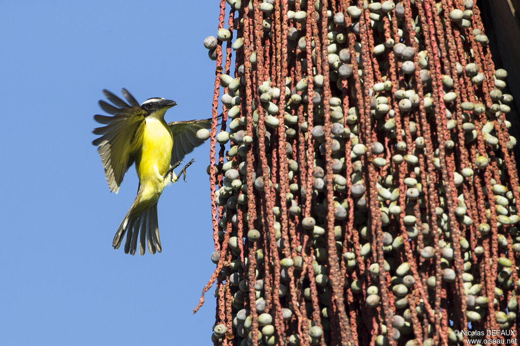 Boat-billed Flycatcher, eats