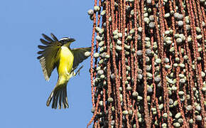 Boat-billed Flycatcher