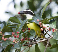 Great Kiskadee