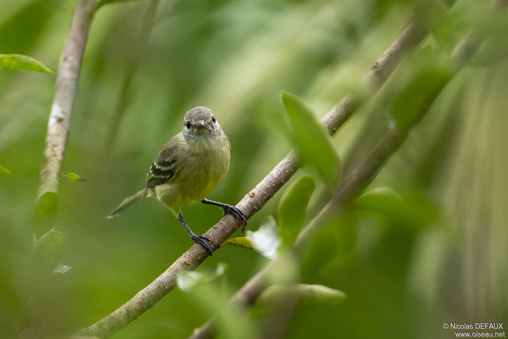 Southern Beardless Tyrannulet, close-up portrait