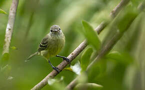 Southern Beardless Tyrannulet