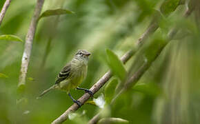 Southern Beardless Tyrannulet