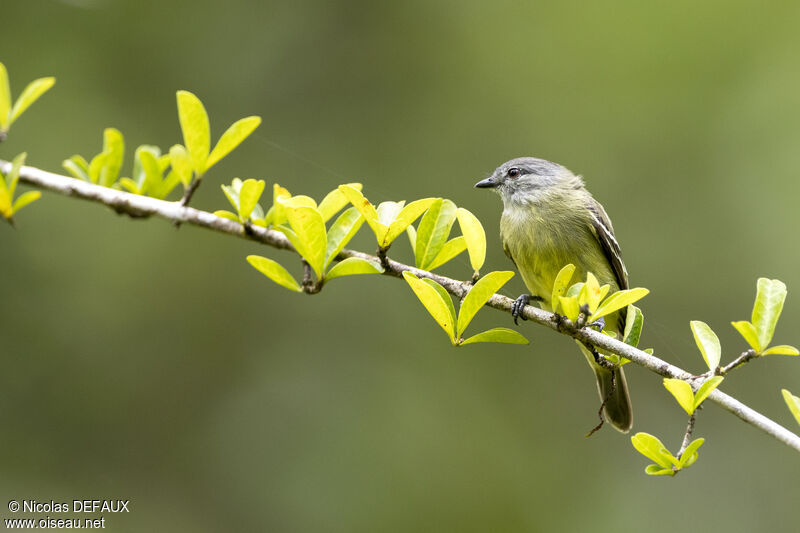 Yellow-crowned Tyrannulet, close-up portrait