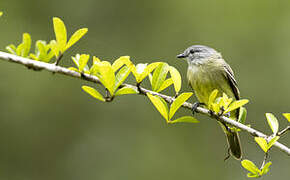 Yellow-crowned Tyrannulet