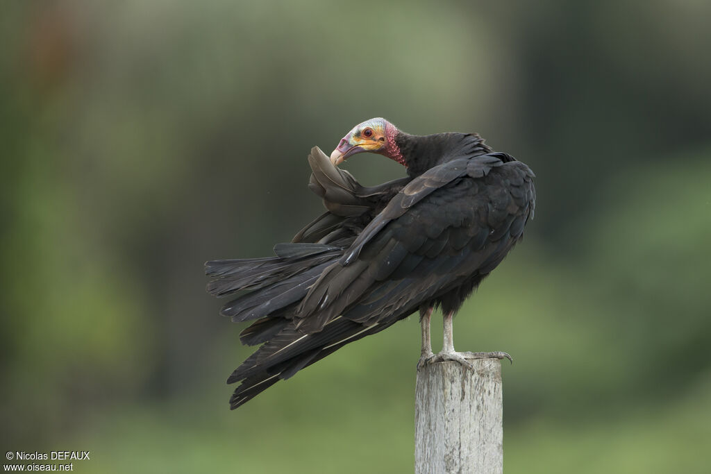 Urubu à tête jauneadulte, portrait