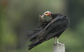 Lesser Yellow-headed Vulture