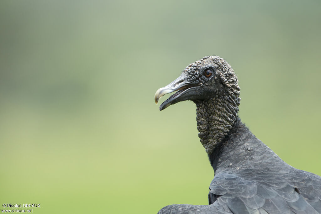 Urubu noiradulte, portrait