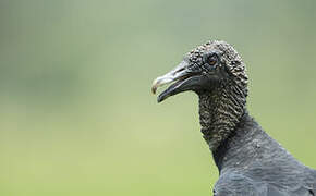 Black Vulture