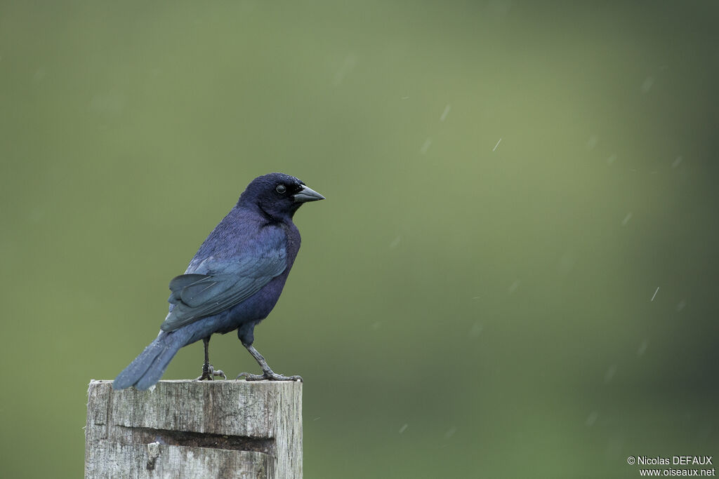 Shiny Cowbird