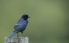 Shiny Cowbird