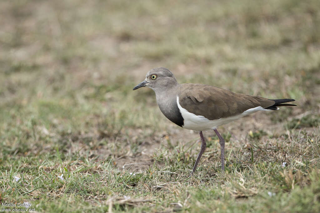 Black-winged Lapwingadult, identification