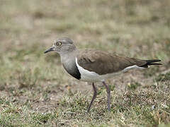 Black-winged Lapwing