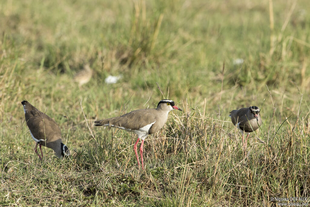 Crowned Lapwing, close-up portrait