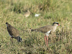 Crowned Lapwing