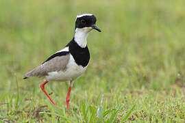 Pied Plover