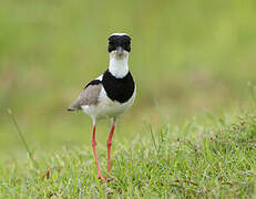 Pied Plover