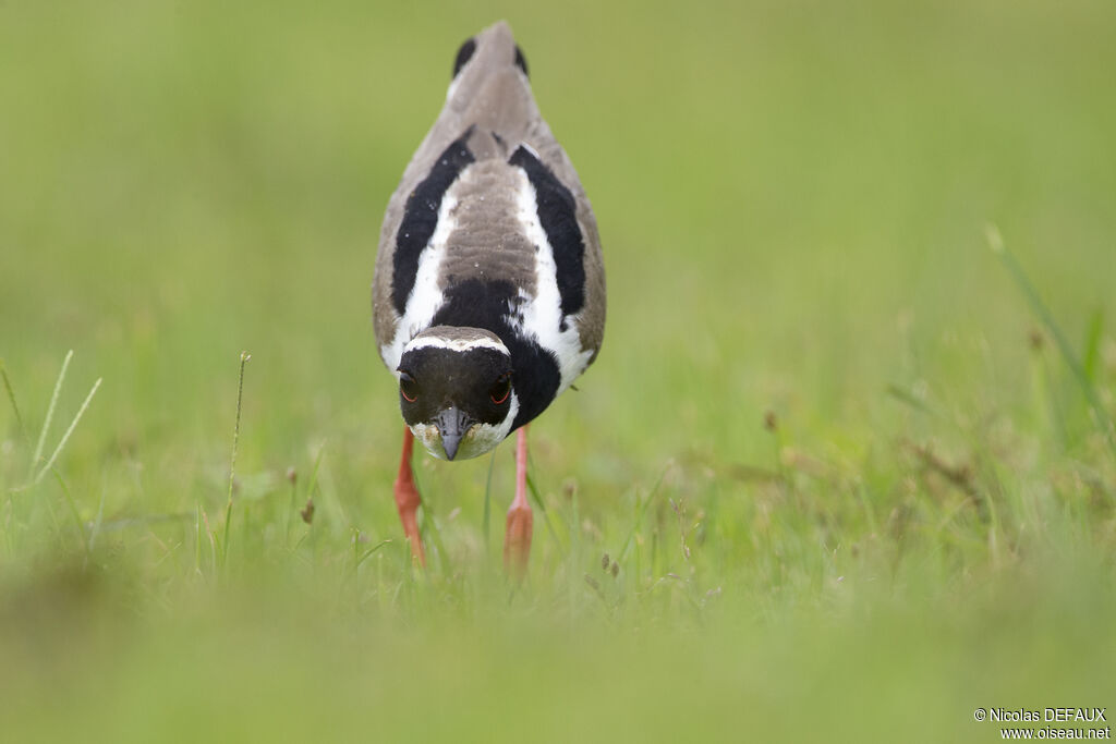 Pied Ploveradult, close-up portrait