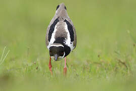 Pied Plover