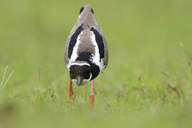 Pied Plover