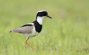 Pied Plover