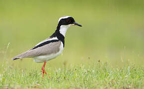 Pied Plover