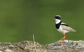 Pied Plover