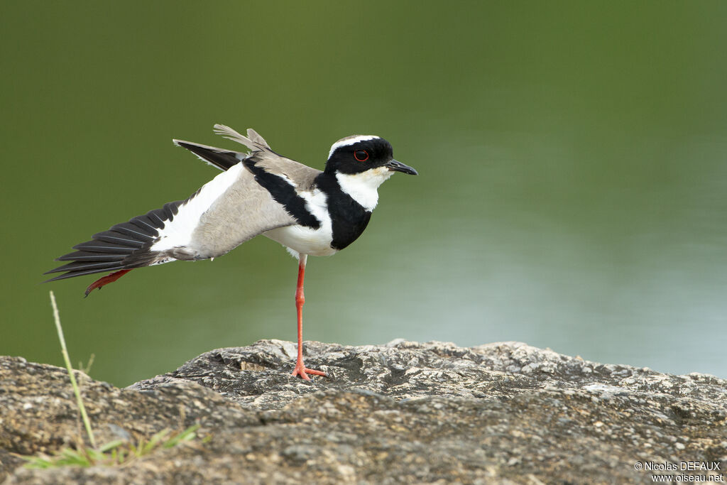 Pied Ploveradult, close-up portrait