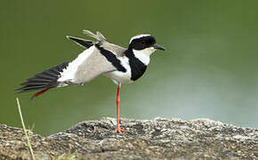 Pied Plover