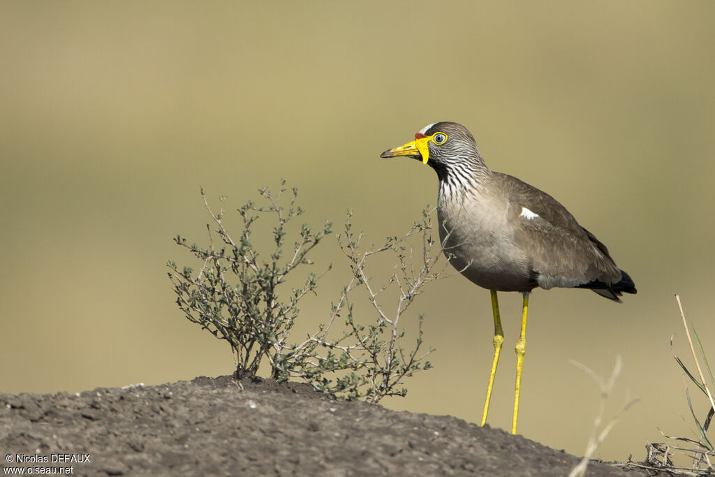 African Wattled Lapwingadult