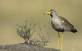 African Wattled Lapwing