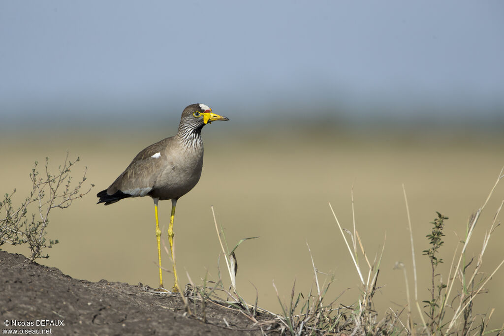 African Wattled Lapwingadult