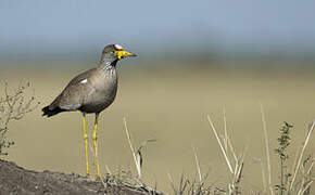 African Wattled Lapwing