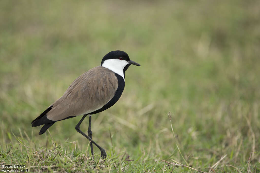 Spur-winged Lapwingadult breeding, identification