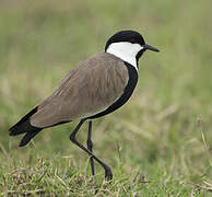 Spur-winged Lapwing