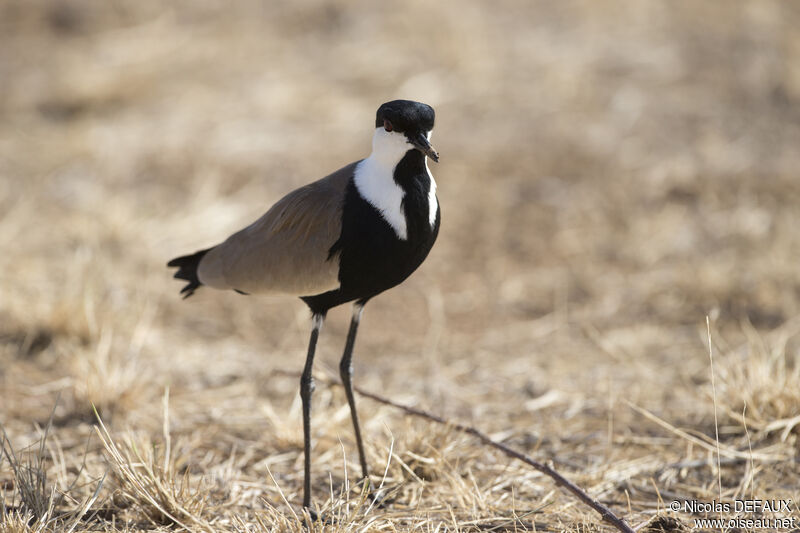 Spur-winged Lapwing, close-up portrait