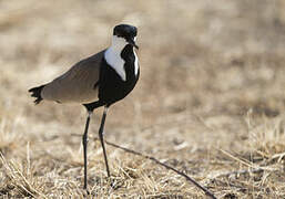 Spur-winged Lapwing