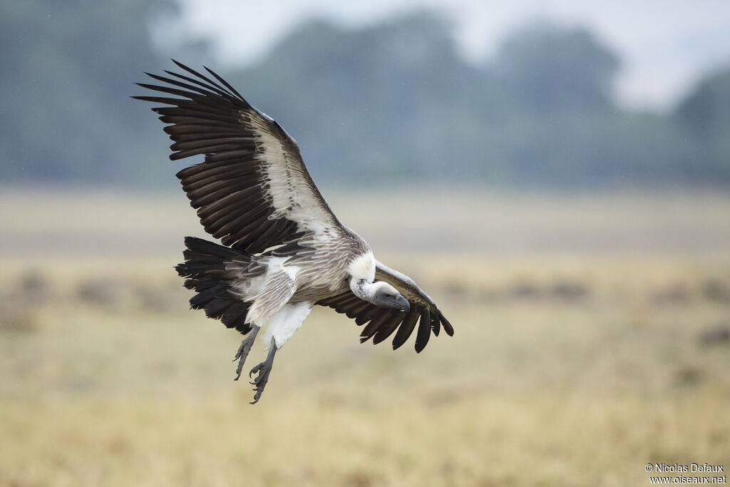 White-backed Vulture