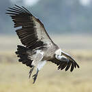 Vautour africain