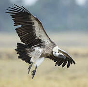 White-backed Vulture