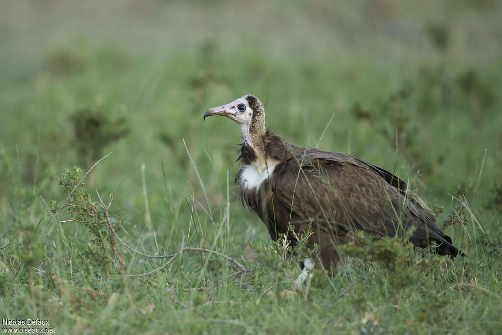 Vautour charognardjuvénile, identification