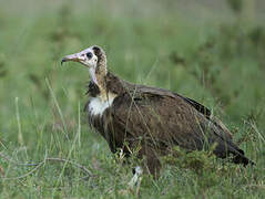 Hooded Vulture