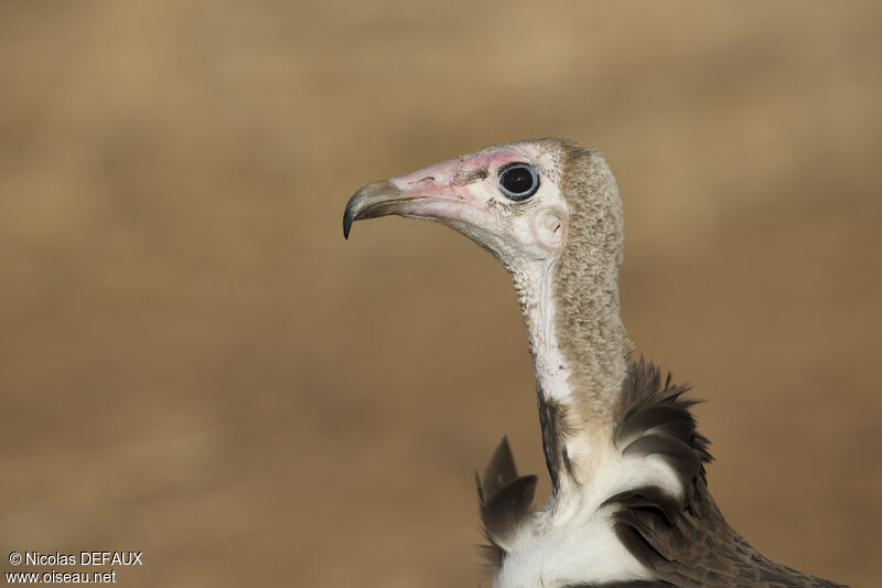 Hooded Vulture, close-up portrait