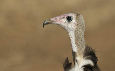 Vautour charognard