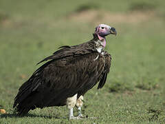 Lappet-faced Vulture