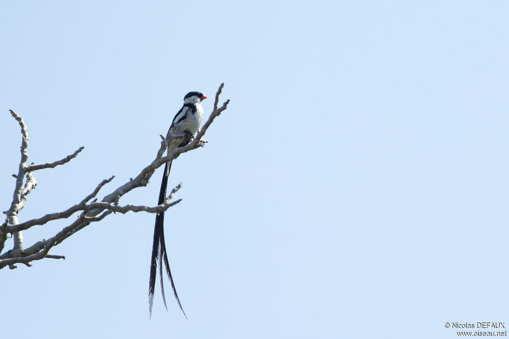 Pin-tailed Whydah male adult, close-up portrait