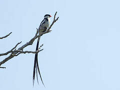 Pin-tailed Whydah