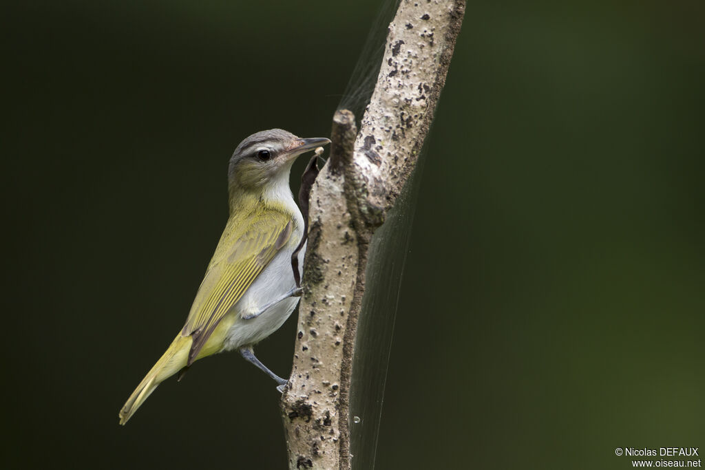 Red-eyed Vireo