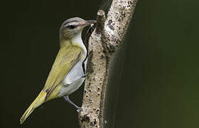 Red-eyed Vireo